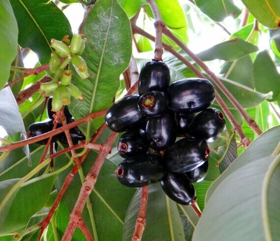 Wonderful Benefits of Jamun (Black Plum)