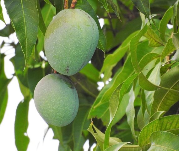 Health Benefits of Eating Raw Mango During Summer